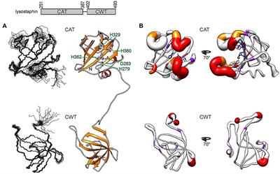 Structural and Functional Insights Into Lysostaphin–Substrate Interaction